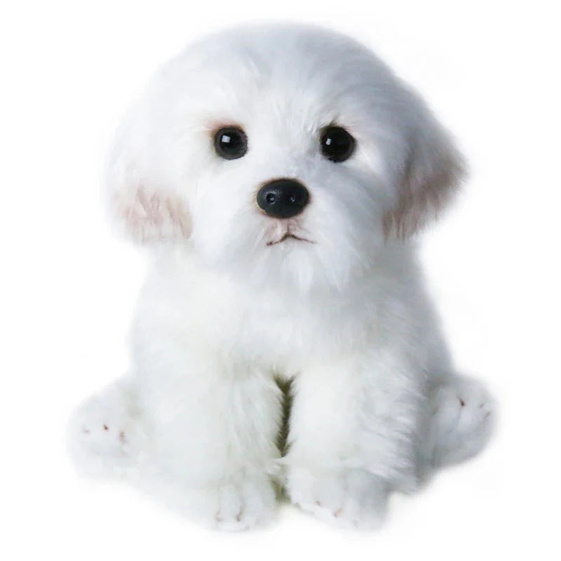 Peluche chien bichon sur fond blanc Image